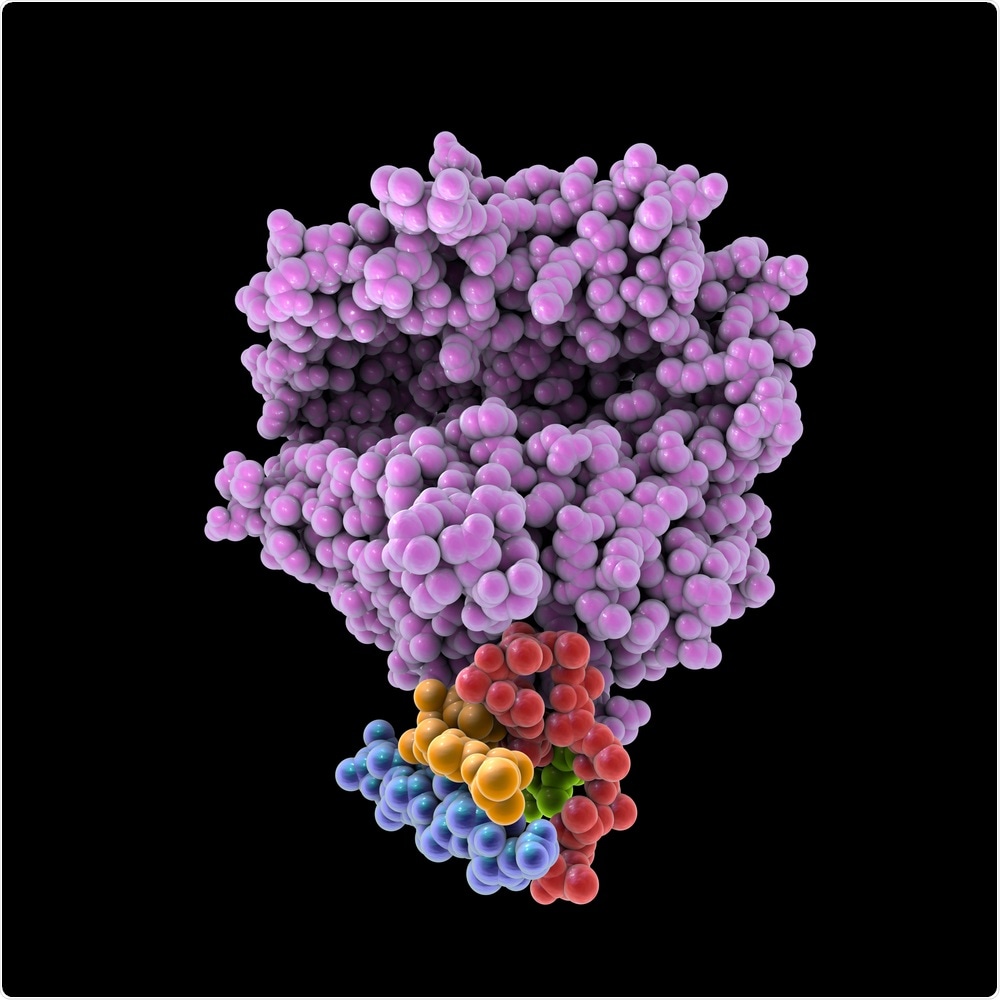 Human ACE2 receptor, illustration Credit: Kateryna Kon / Shutterstock