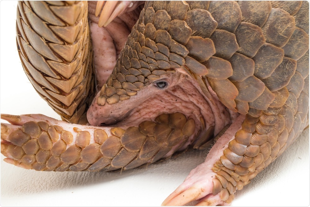 Pangolin version of SARS-CoV-2 can cause COVID-19-like illness