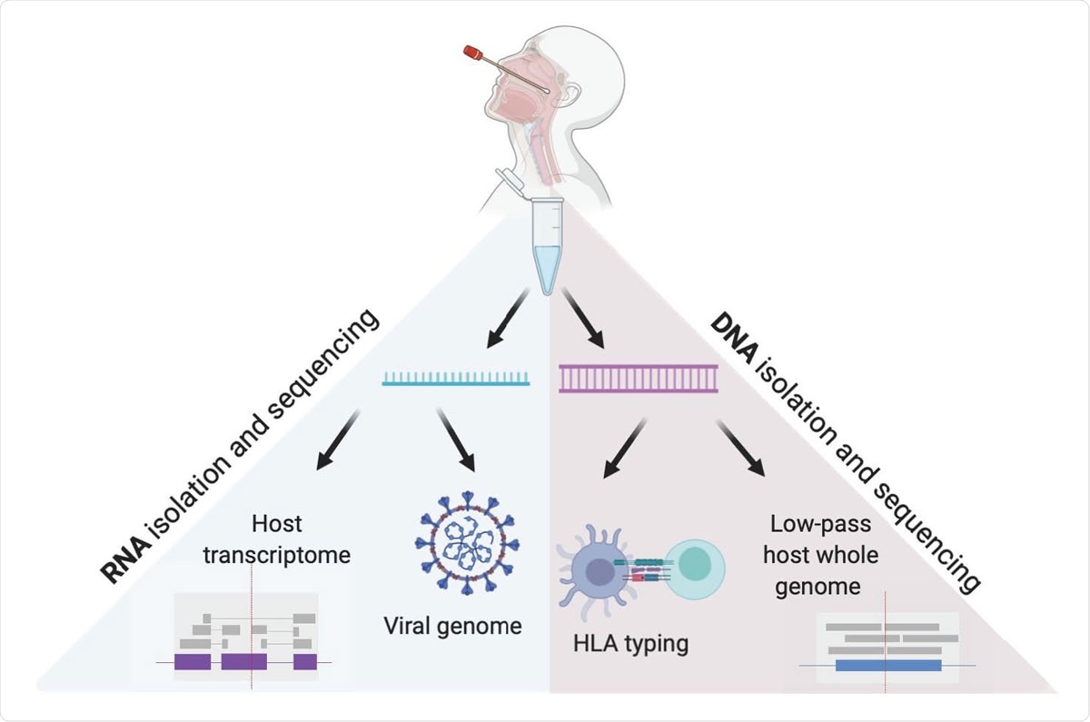 Viral and Host genomes and transcriptomes from a single nasopharyngeal swab. This method allows for independent RNA and DNA isolation from nasopharyngeal swab VTM, enabling viral genome sequencing, detection of host transcriptome, low pass host genome sequencing and HLA sequencing in high throughput.