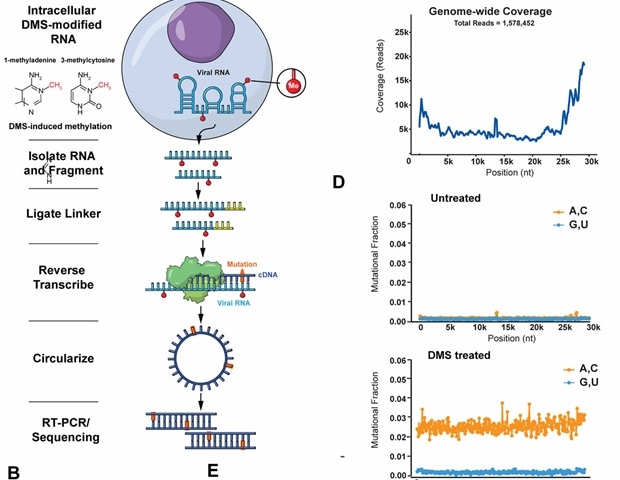 Structure of the full SARS-CoV-2 RNA genome in infected cells