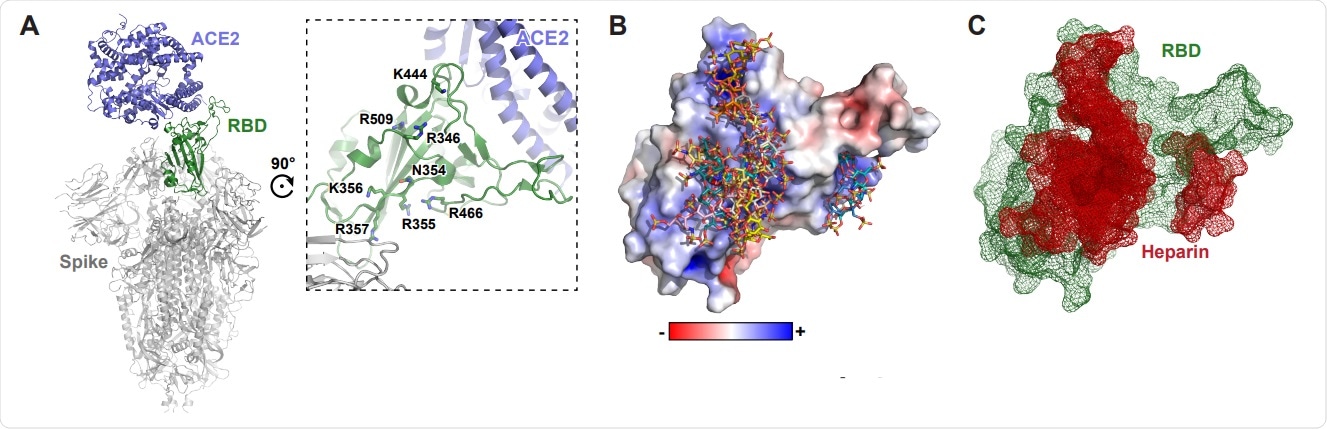 Molecular modeling of the interaction of SARS-Cov-2 spiked RBD with heparin.  A, Molecular model of SARS CoV-2 S protein trimer (PDB: 6VSB and 6M0J) rendered in Pymol.  ACE2 is shown in blue and RBD is shown in green with an open structure.  The set of positively charged residues is distal to the ACE2 binding site.  B, Electrostatic surface rendering of SARS-CoV-2 RBD (PDB:6M17) docked with dp4 heparin oligosaccharides.  Blue and red surfaces indicate electropositive and electronegative surfaces, respectively.  Oligosaccharides are represented using standard CPK format.  Mesh surface rendering of C, dp4 heparin oligosaccharide (red) and docked RBD (green).