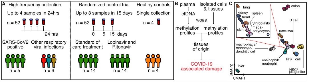 Study design. A) Two independent cohorts were used in our study: First, a high frequency collection cohort with 5 SARS-CoV-2 patients (n = 52 samples) and 6 SARS-CoV-2 negative, RNA-virus positive patients (n = 6 samples). Second, a randomized control trial of 28 SARS-CoV-2 patients with plasma at serial time points (n = 52 samples). 4 healthy individuals volunteered plasma for cell-free DNA analysis. B) Experimental workflow. cfDNA is extracted from plasma and whole-genome bisulfite sequencing is performed. In parallel, methylation profiles of cell and tissue genomes are obtained from publicly-available databases. cfDNA methylation profiles are compared to those of cell and tissue references to infer relative contributions of tissues to the cfDNA mixtures. C) UMAP of differentially methylated regions for isolated cell and tissue types used as a reference.