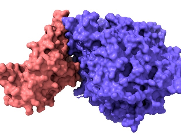 what-is-a-receptor-binding-domain-rbd