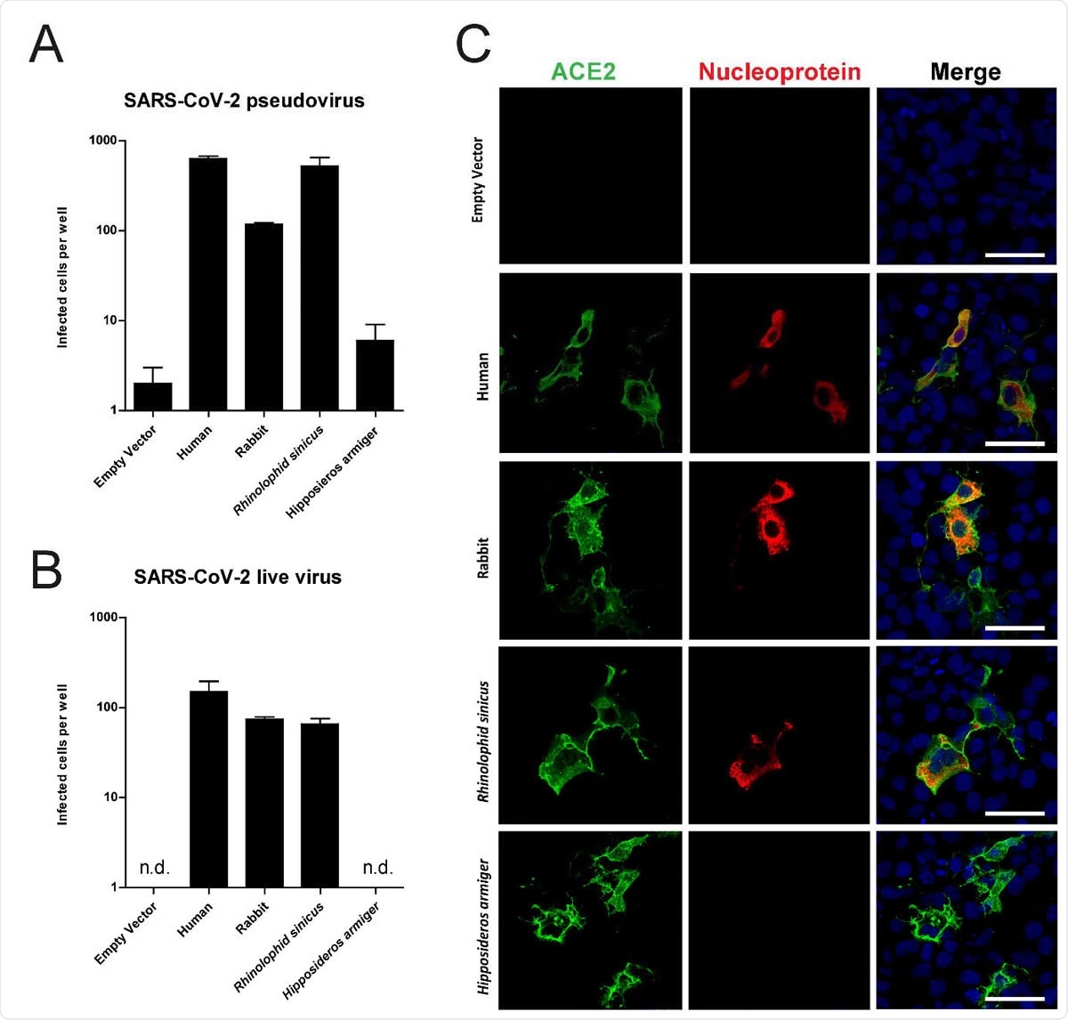 Rabbit ACE2 mediated SARS-CoV-2 infection. SARS-CoV-2 pseudovirus (A) and authentic infection of Cos-7 cells expressing ACE2 of various species. Infectivity was quantified by staining live v with anti-SARS-CoV nucleocapsid and scanning live virus and pseudovirus infected cells. (C) Confocal im ACE2 mediated live virus infection; cells were stained using anti-human ACE2 in green, anti-SA nucleocapsid in red and TO-PRO3 in blue to stain nuclei. Scale indicates 50μm.