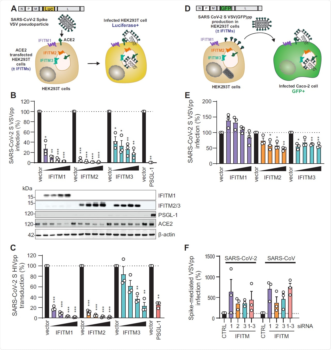 Figure S1 (related to Figure 1).  VSV-G mediated infection by VSVpp is not significantly inhibited by the IFITM protein.  (A) VSV (luc) due to luciferase activity in HEK293T cells transiently expressing the indicated proteins and infected with VSV (luc) ΔG* VSV-G (MOI 0.025) for 16 hours 24 hours after transfection. Quantification of ΔG*VSV-G entries.  The bar is