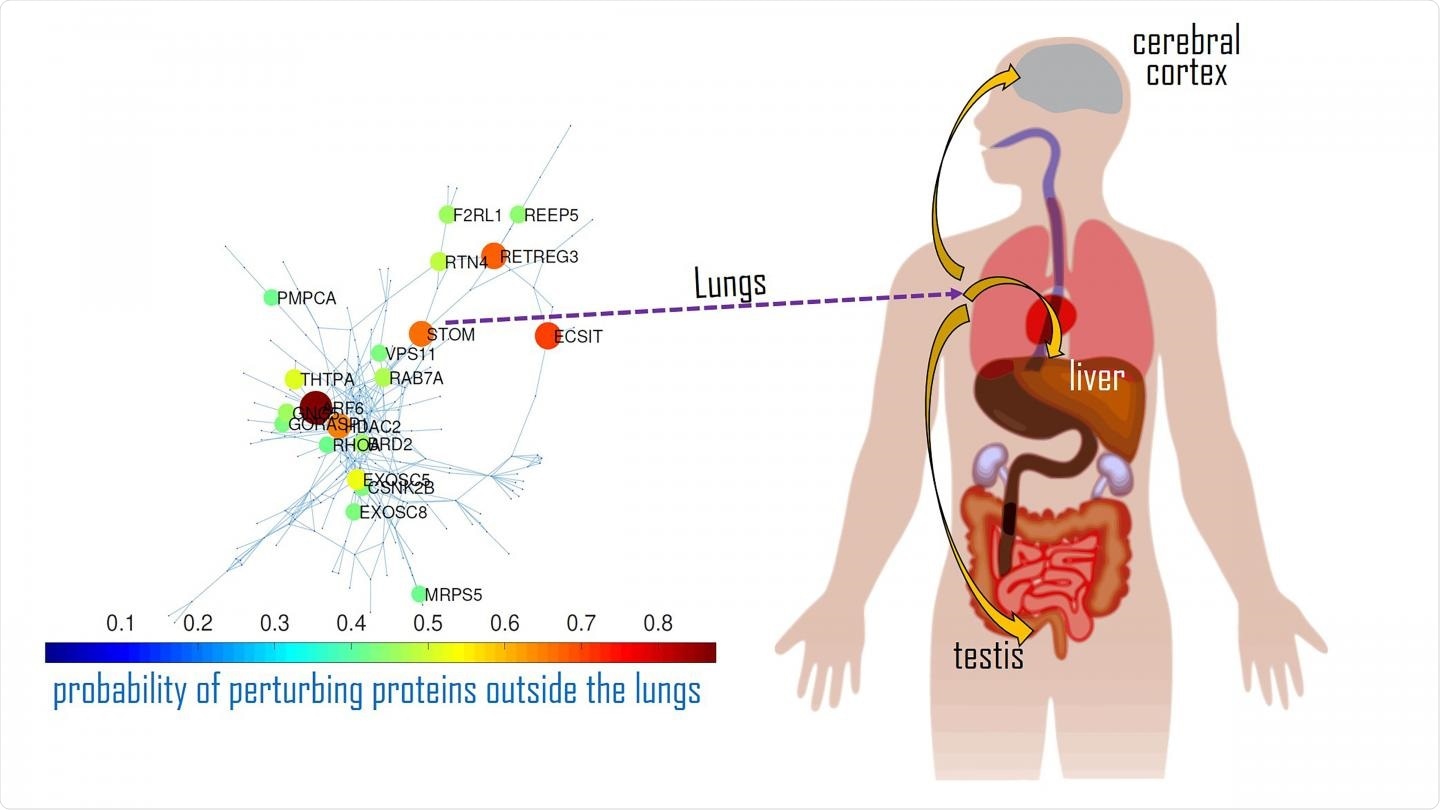 Interaction maps of the major disease activators of SARS-CoV-2 in the lung and how they affect proteins in other organs.  Image credit: Ernesto Estrada