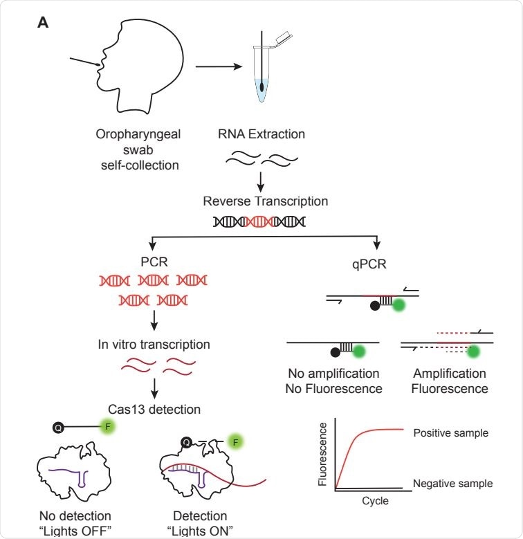 Overview of CREST and RT-qPCR protocols. (A) OP swabs were self-collected by participants and RNA was isolated from the samples. For CREST, RNA was reversed transcribed, and the resulting DNA was amplified by polymerase chain reaction (PCR) using primers for the N1, N2 and RNAse P target regions. The amplified region of interest was transcribed in vitro and used as the template for detection by Cas13. The activation of Cas13 following target recognition by the guide RNA (gRNA) was measured using a fluorescent poly-U cleavage reporter. For qPCR, the RNA was reverse transcribed and detected by real time amplification.