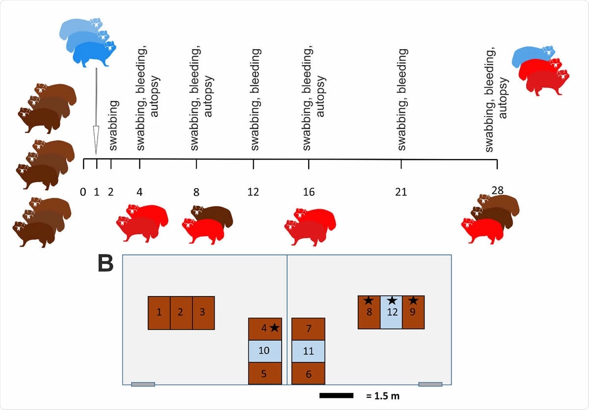 Study design (422 A) Outline of in vivo experiment with 28-day observation period.  Animals (n = 9) were inoculated intranasally with 105 TCID50 / ml and three naive direct contacts were added at 1 dpi.  At day 4 (animals #1, #2), day 8 (#3, #4), and day 12 (#5, #6), two raccoon dogs were sacrificed and necropsied.  All remaining animals were euthanized 28 days post infection.  Infected animals are highlighted in red.  (B) Placement of individual cages for raccoon dogs in two separate rooms of the BSL 3 facility at Friedrich-Loeffler-Institut.  Inoculated animals (brown), contacted animals (blue), and uninfected animals () are displayed.