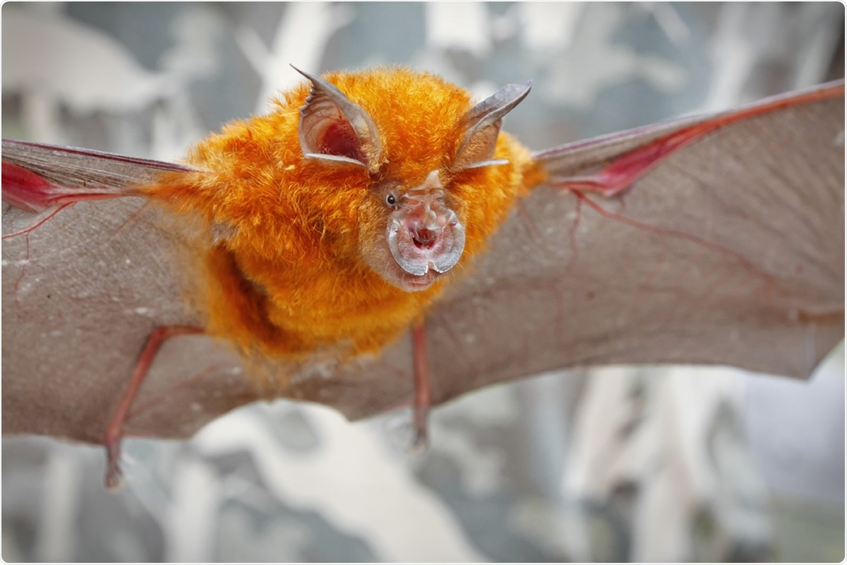 Middle horseshoe bat (Rhinolophus affinis).  Image credit: Binturong-tonoscarpe / Shutterstock