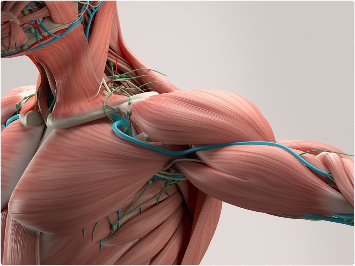 New insight into the molecular underpinnings of muscle development