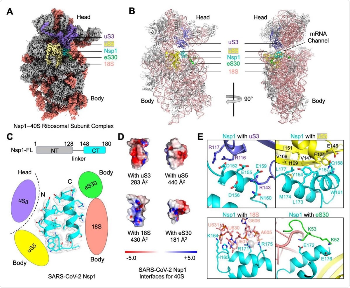 Research Underlines Sars Cov 2 N Terminal Domain Of Nsp1 As A Potential Drug Target