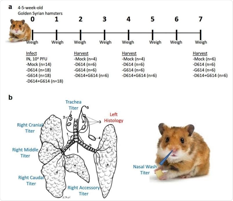 D614G spike mutation increases infectivity of SARS-CoV-2 and