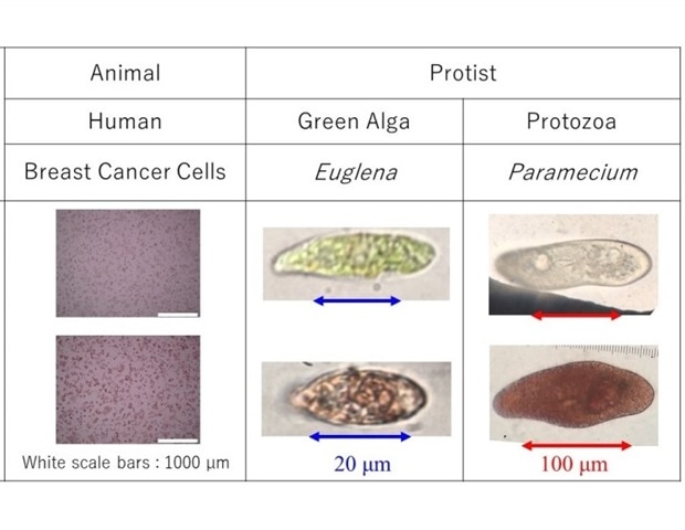 Researchers use natural pigment for screening cell viability