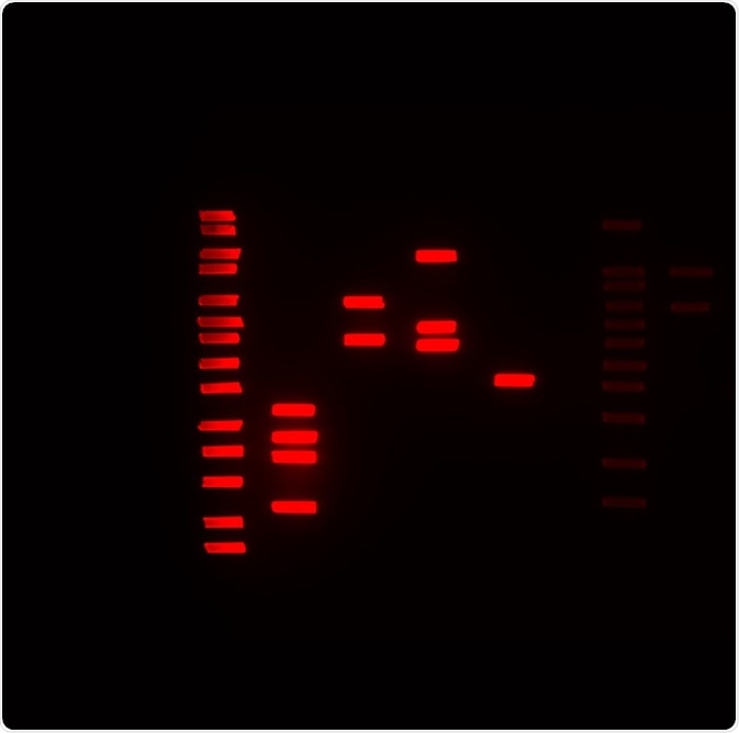 a) Silicone gel image with red pseudocolor representing GelRed bound DNA fragments