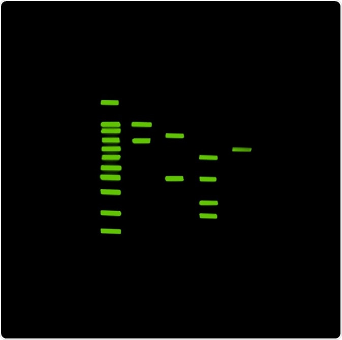 b) Silicone gel with green pseudocolor representing GelGreen bound DNA fragments.