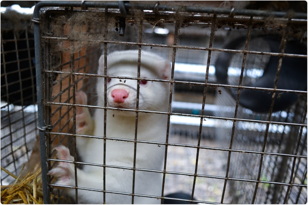 Study: Jump back and forth: SARS-CoV-2 zoonosis and zoonosis on mink farms.  Image credit: Lynsey Grosfield / Shutterstock