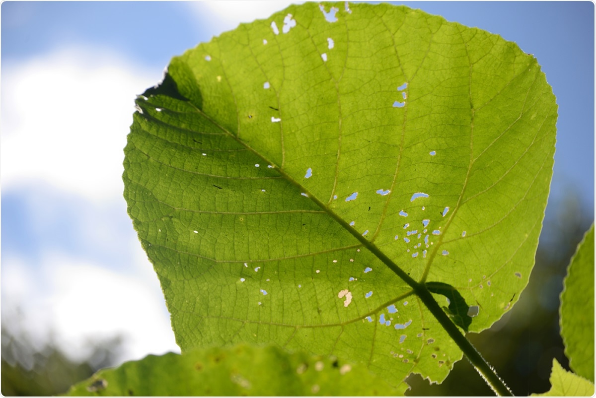 Leaves of the fearsome giant stinging tree, Dendrocnide excelsa. Image Credit: Lakeview Images