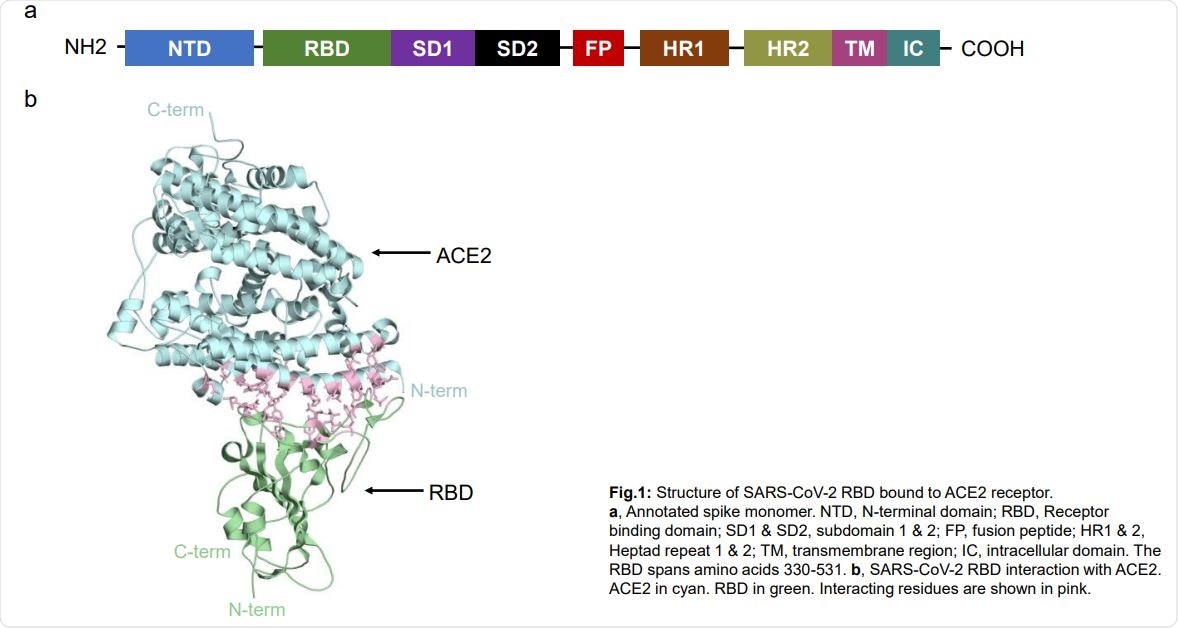 Mutations In The Sars Cov 2 Receptor Binding Domain Analyzed