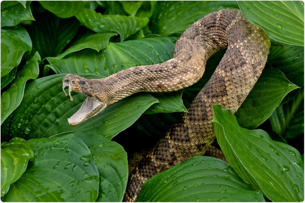 how long does rattlesnake venom take to kill a human