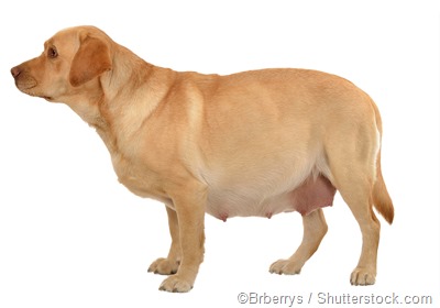 what are the signs of a pregnant dog