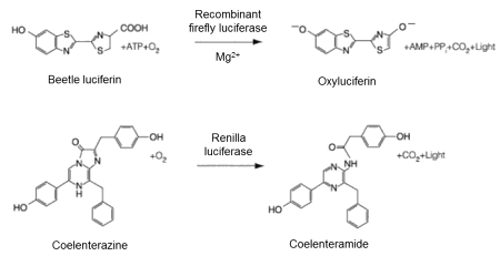 Implementation of Promega‘s Dual­Luciferase Reporter Assay System on