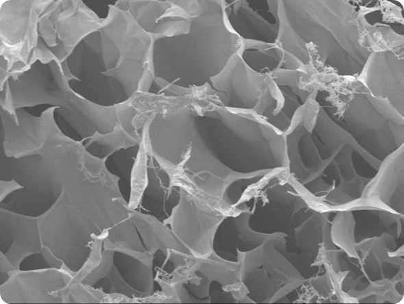 porous protein scaffold bioengineering