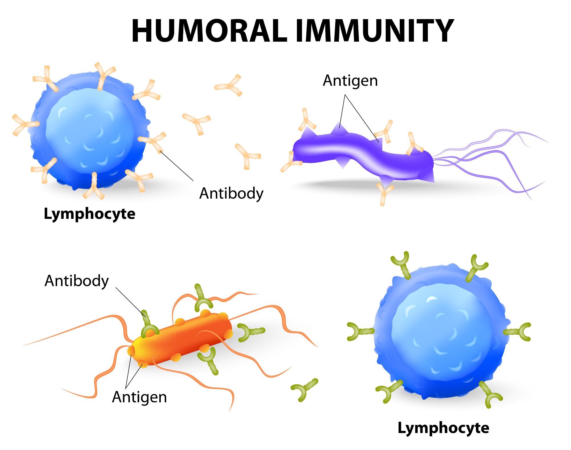 Antibody Mediated Immunity Is Called Which Of The Following