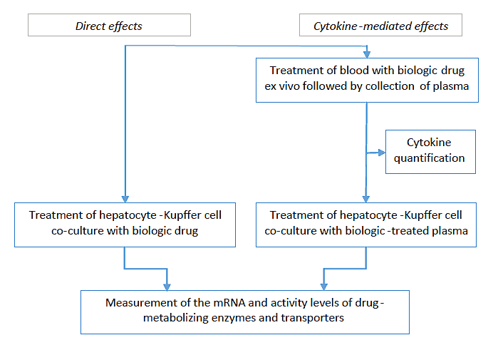 Identifying DDI risks in immunomodulators through cyp suppression studies