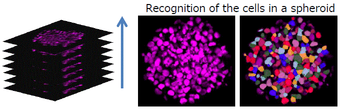 Optimizing cell imaging processes with CellPathfinder