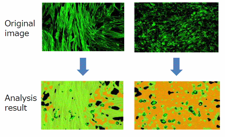 CellVoyager CQ1: An advanced cellular image analysis tool