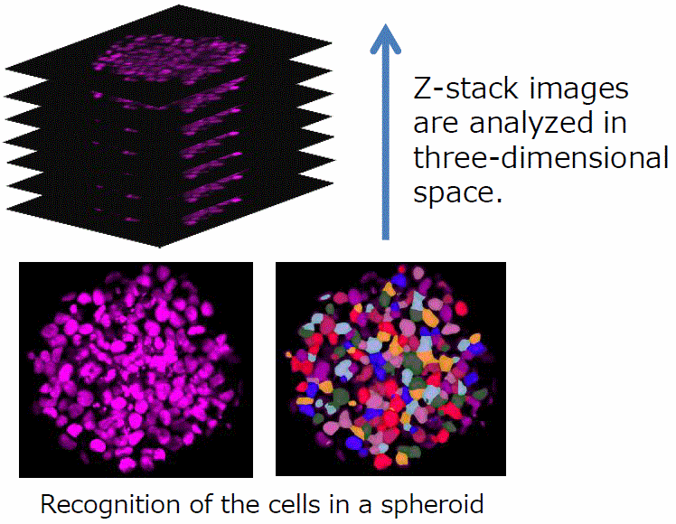 CellVoyager CQ1: An advanced cellular image analysis tool