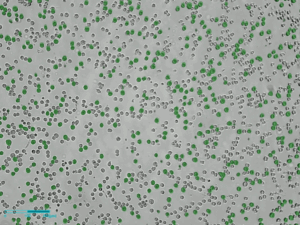 Real-time live cell imaging system