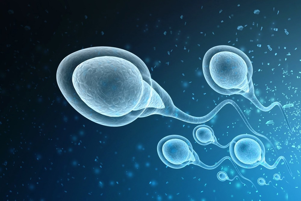 human sperm and egg