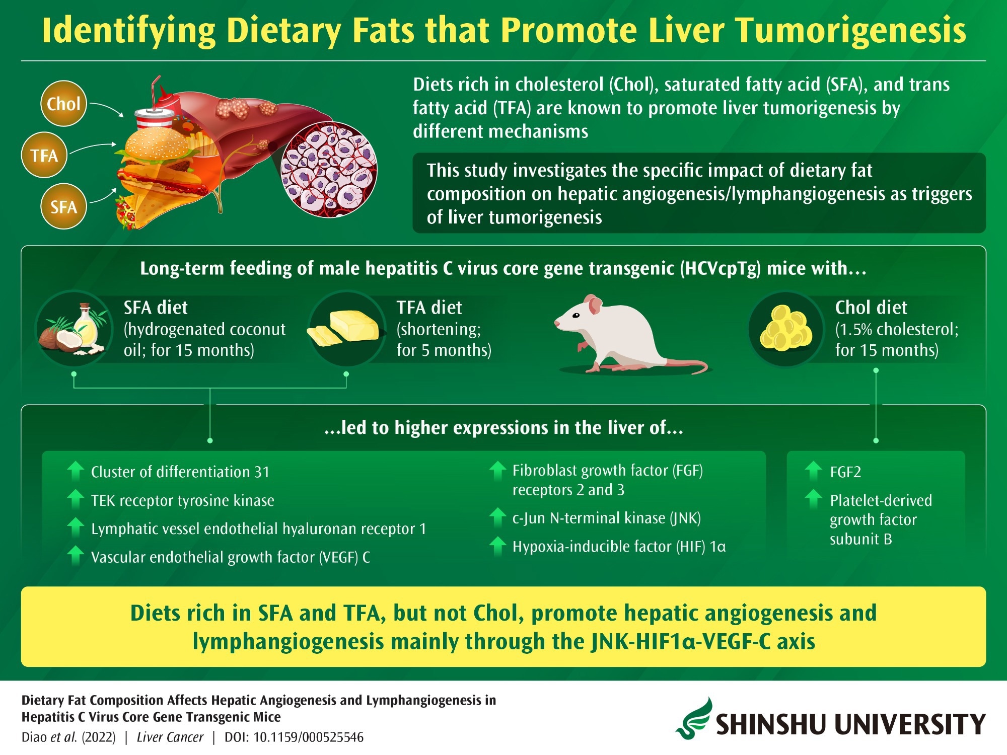 study-shows-how-dietary-saturated-trans-fats-promote-liver-tumorigenesis