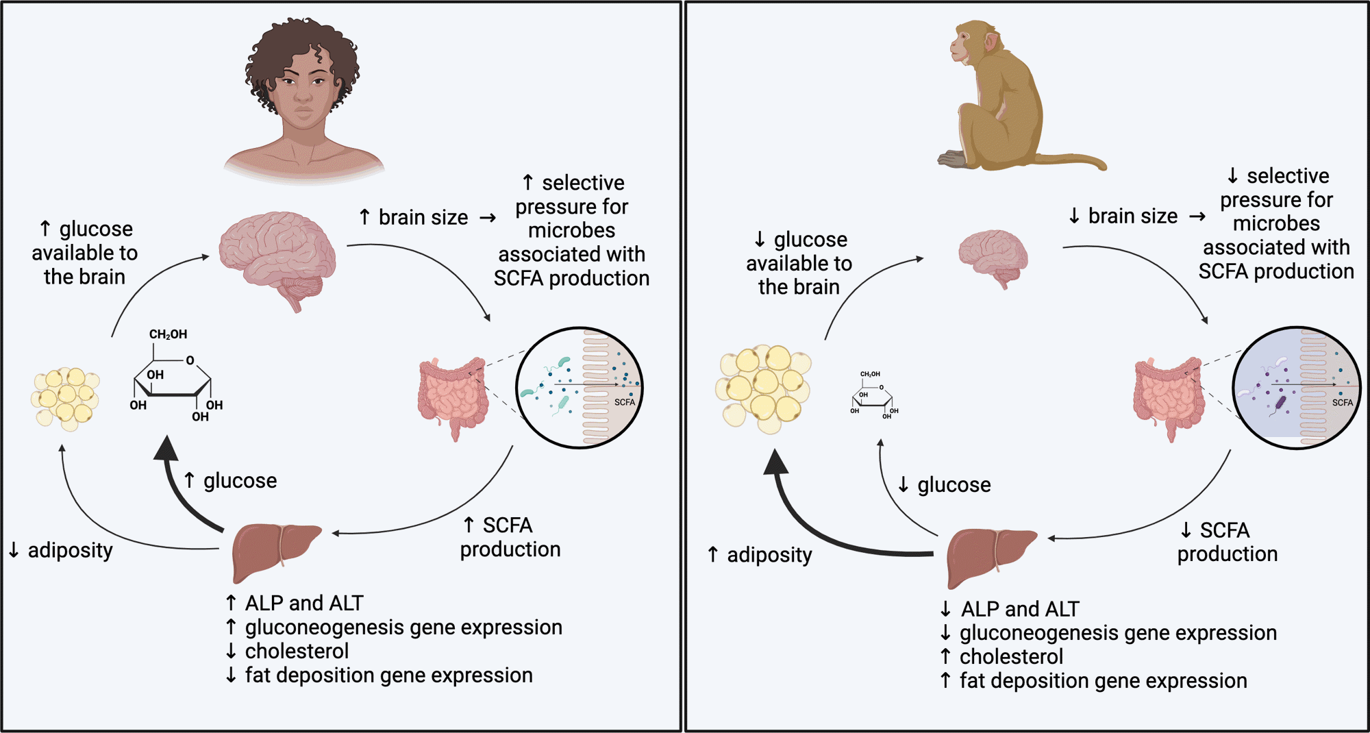 New insights into vitality allocation